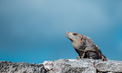 Iguana receiving the noon summer son in mexico 