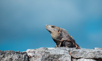 Iguana receiving the noon summer son in mexico 