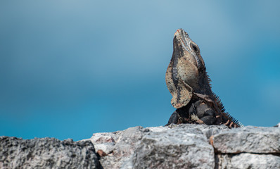 Iguana receiving the noon summer son in mexico 
