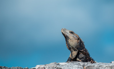 Iguana receiving the noon summer son in mexico 