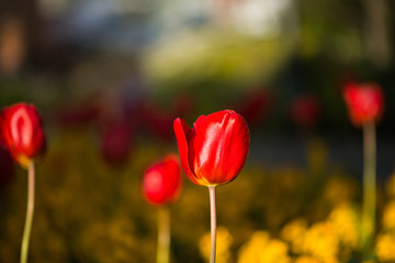 Obraz premium Lone Red Tulip