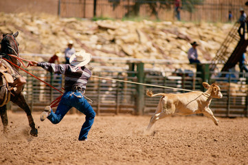 Cowboy roping calf in rodeo