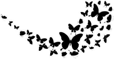 Obraz na płótnie Canvas butterfly402