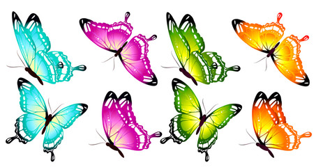 butterfly404