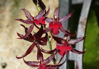 Beautiful dark orchids of Colmanara Masai Red