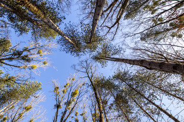 Vue en contre-plongée de la cime des arbres d'une forêt en HDR