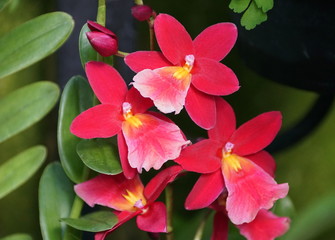 Red and pink color of Intergeneric Oncidium hybrid orchids