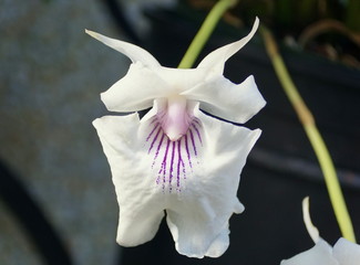 Unique white and purple orchid with scientific name Cochleanthues Amazonica