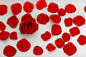 One red rose between petals on a white background. Greeting card.