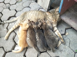 Feral alley wild mom Cat feeds their children lying on the ground concrete pave tiles at backyard house. one two three four five soft bunch of kitty gather scramble hurry find suck breasts sleep next. - Powered by Adobe