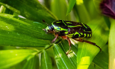 A green fiddler Beetle found in garden