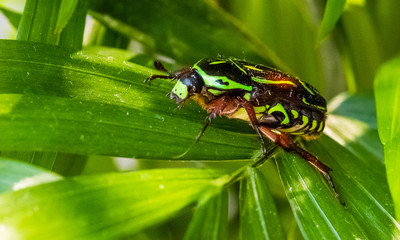 A green fiddler Beetle found in garden