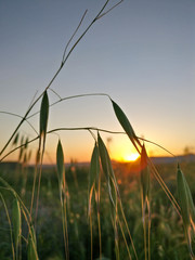 green grass and the sun