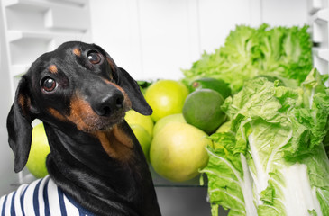 The portrait of thoughtful cute black and tan dachshund on background with greenery, fruit and...