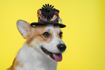 portrait ginger and white welsh corgi pembroke dog, smiling and wearing pretty hat with...