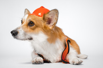 funny red and white corgi lays on the floor looking away, wearing bright orange safety construction helmet  on white background.Guest worker. Copy space