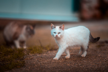 Junior cat of white color isolated on blurred background of autumn colors.