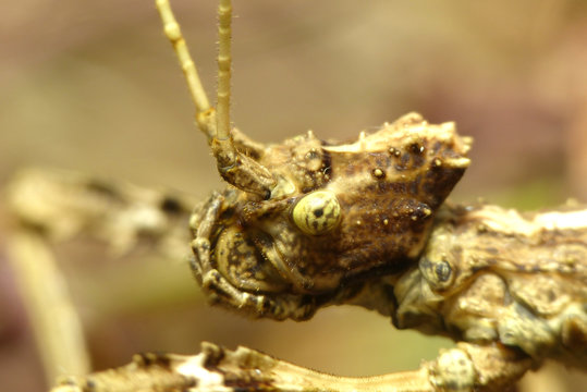 Sungaya inexpectata macro. Head close-up portrait. Insect pattern for design.