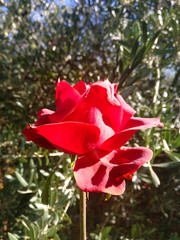 red rose in the garden
