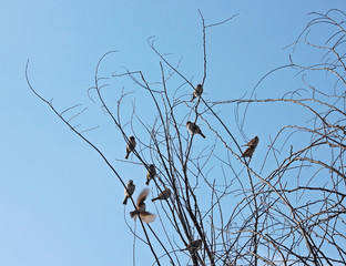 겨울 나무가지에 참새