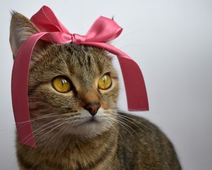 cat with a bow on her head 