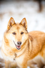 Beautiful ginger dog, portrait in winter. Expressive bright eyes close-up.