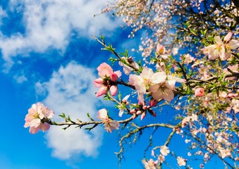 flowers of almond tree