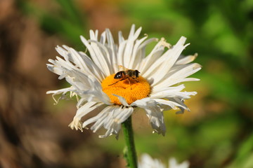 Fototapeta premium white wild flowers in the field