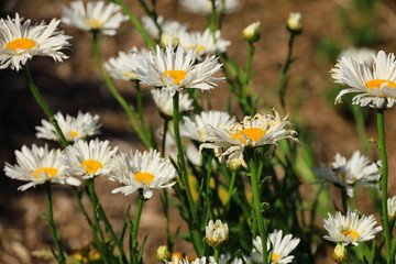 white wild flowers in the field