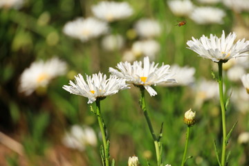 white wild flowers in the field