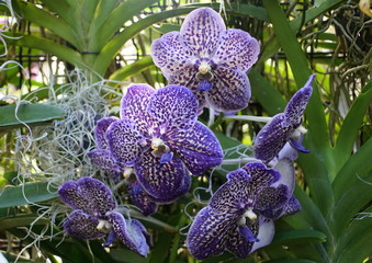 Beautiful Vanda Sansai Blue Orchid flowers