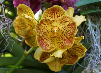Beautiful cluster of yellow Vanda orchids