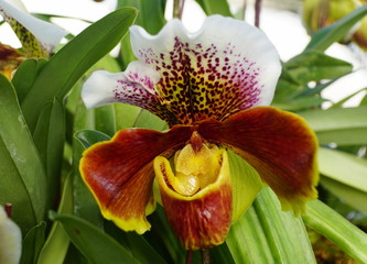 Beautiful dark purple and white paphiopedilum orchids