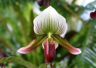 Obraz premium Beautiful dark purple and white paphiopedilum orchids