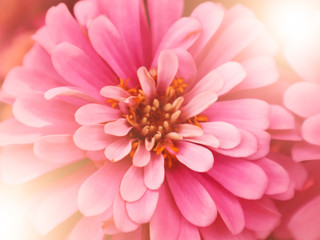 Pink pastel Chrysanthemum flower closed up blur background