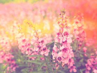Pink flowers with pink and yellow bokeh light effect background