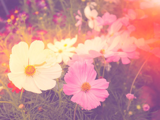 Pink pastel cosmos flower blur background