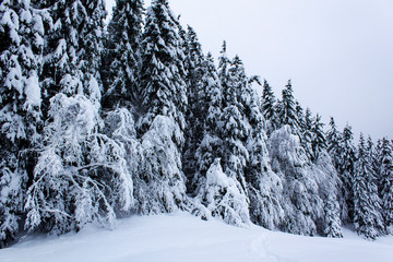 winter alps mountain huge black silhuette pine white snow tree after snowfall minimal nature landscape