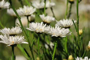 white wild flowers in the field