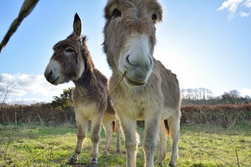 Beautiful donkeys in a field