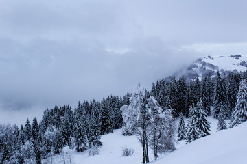 Obraz premium winter mountain foggy top white snow forest landscape wild season nature 