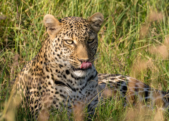 Female leopard, early morning on the Maasai Mara