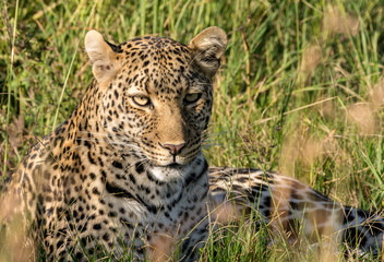 Naklejka na ściany i meble Female leopard, early morning on the Maasai Mara