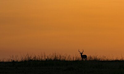 Sunrise on the Maasai Mara
