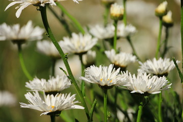 white wild flowers in the field