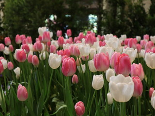 Beautiful pink and red tulips selective focus blur background