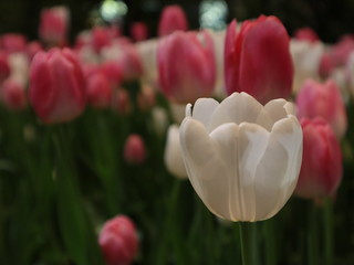 Beautiful pink and red tulips selective focus blur background