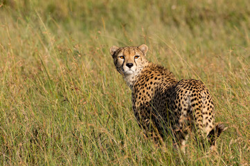 Female Cheetah on an early morning hunt