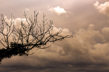 Silhouette of a tree branch overgrown by ivy in front of a dramatic cloudy sky