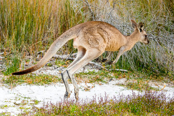 Naklejka na ściany i meble Jumping kangaroo